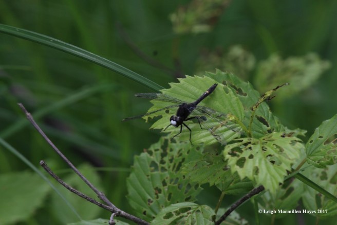 b-dot-tailed white face 1