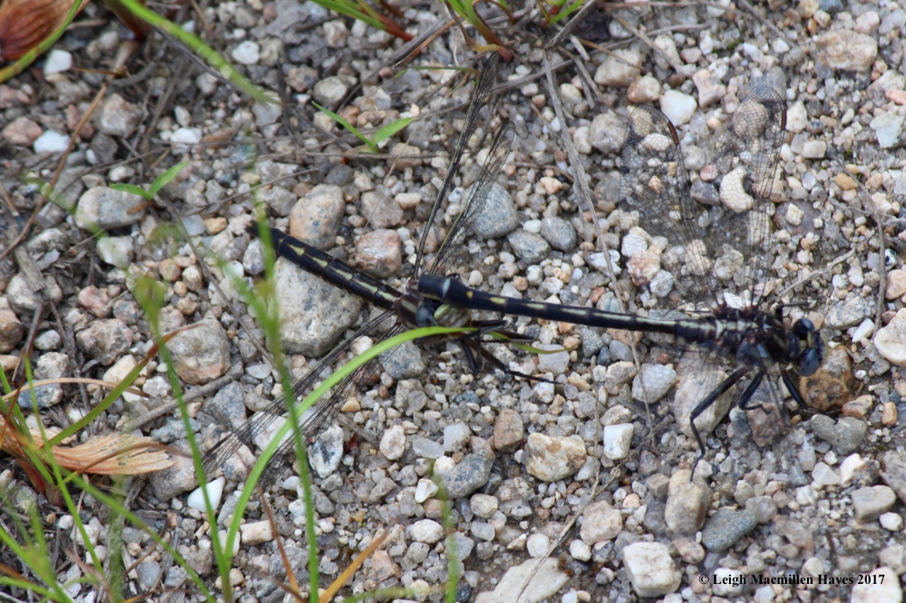 b-dragonflies canoodling 2