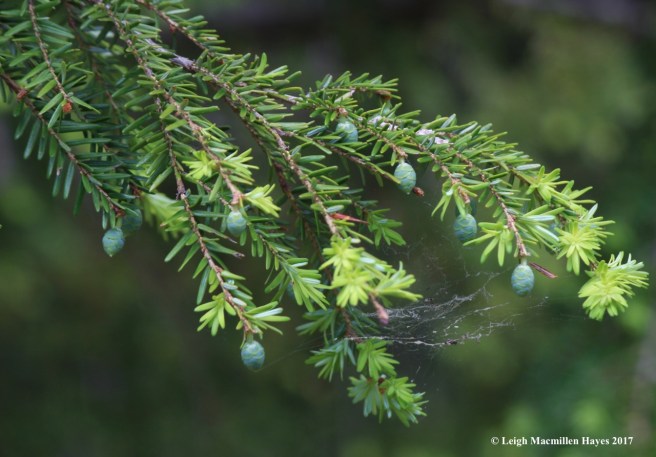 b-hemlock cones