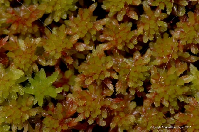 b-sphagnum moss