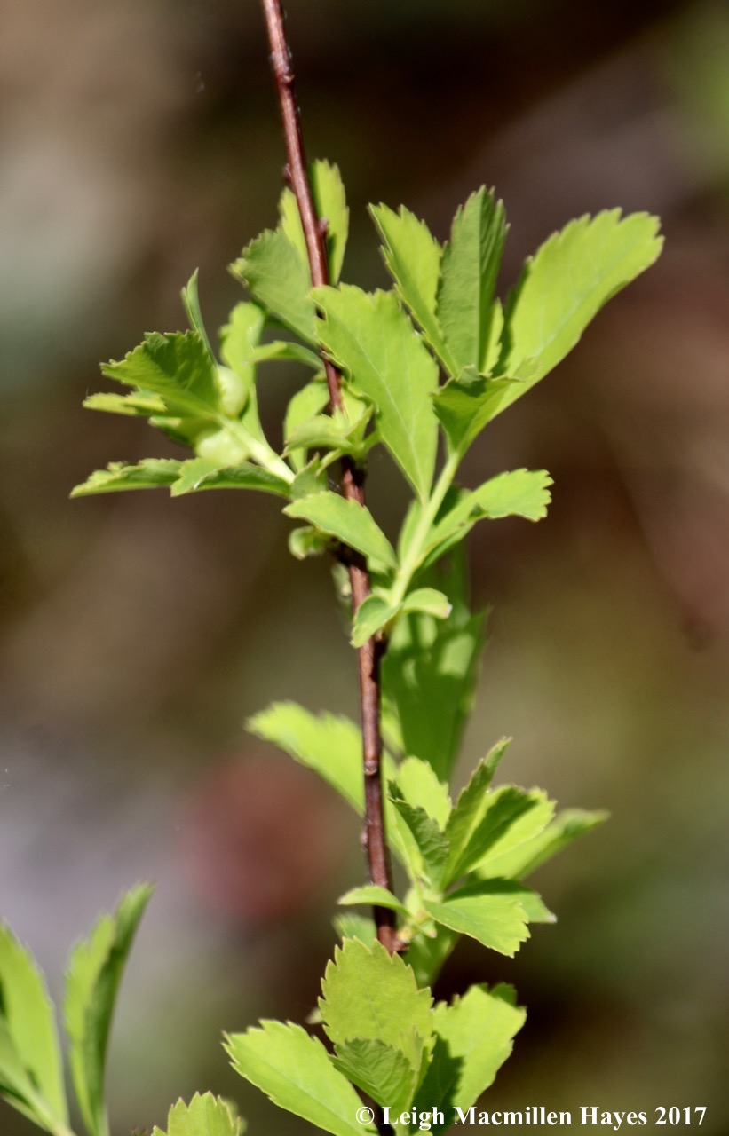 b-steeplebush leaves