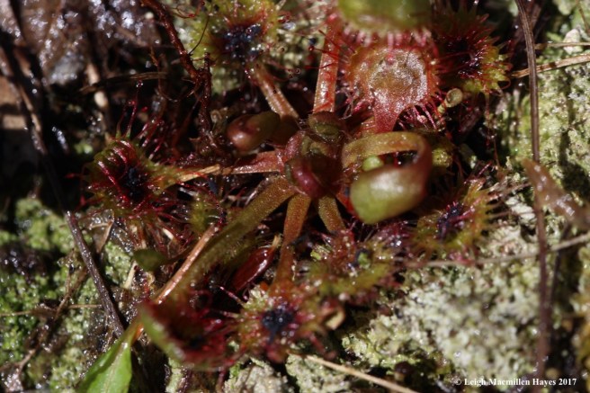 b-sundew flower forming