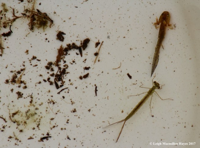 c-caddisfly larva and salamander