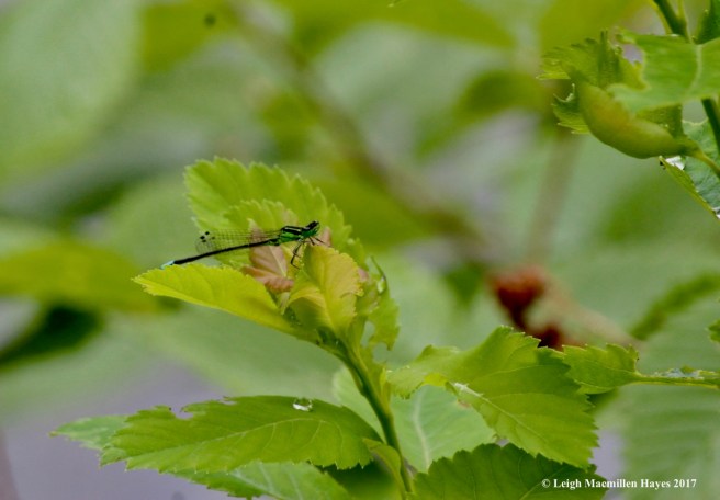 c-Eastern forktail damselfly