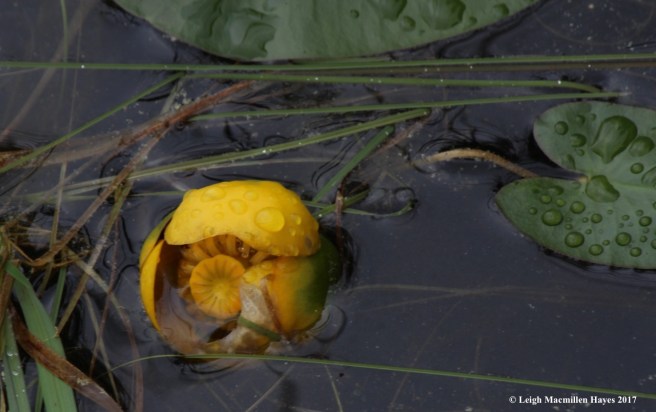 c-fragrant water lily 2