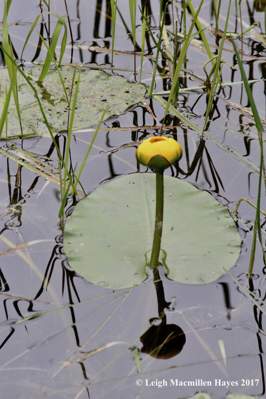 c-fragrant water lily