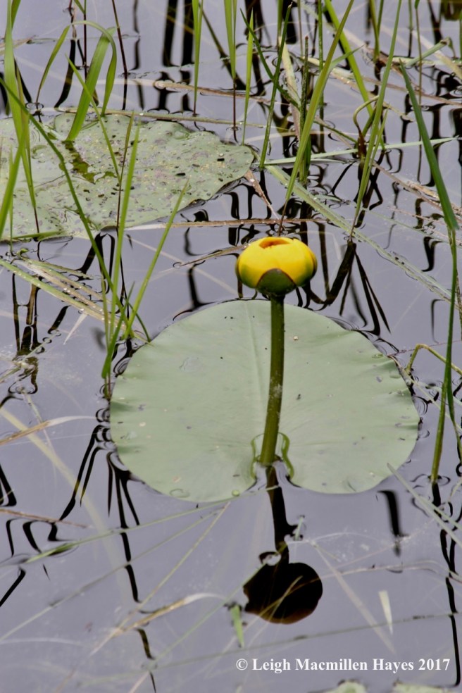 c-fragrant water lily