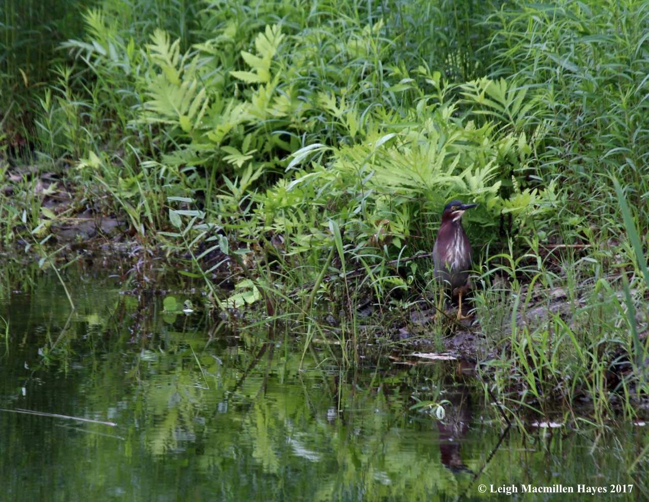 c-green heron 1