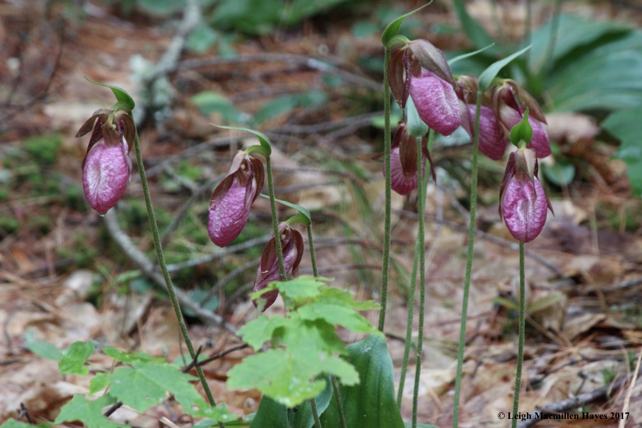 c-lady's by the dozens