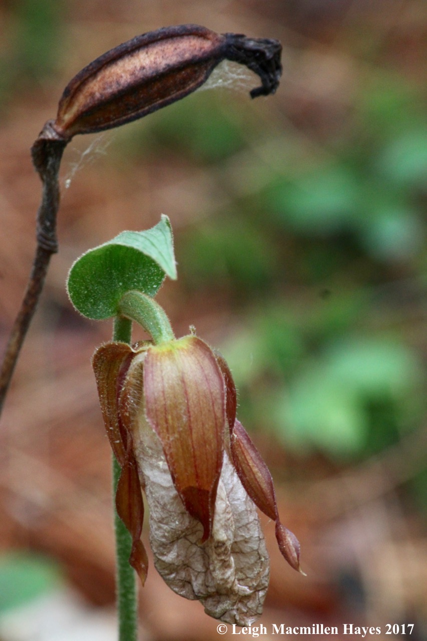 c-lady's slipper pod