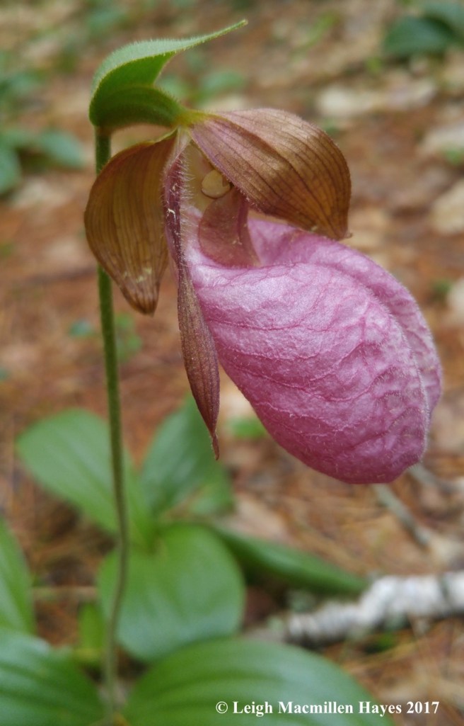c-pink lady's slipper