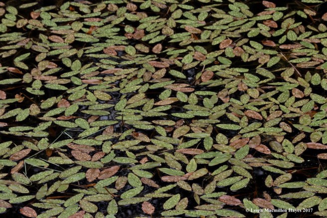 c-pondweed and raindrops