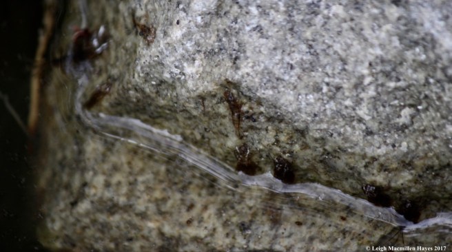 h-aquatic larvae on rock