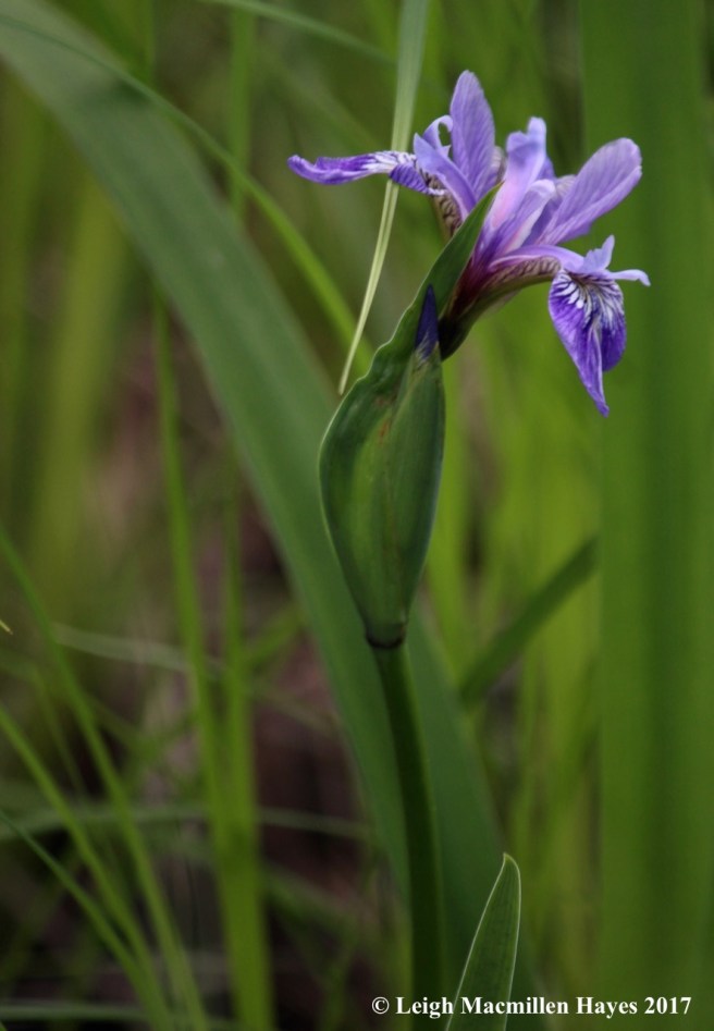 h-blue flag iris 1
