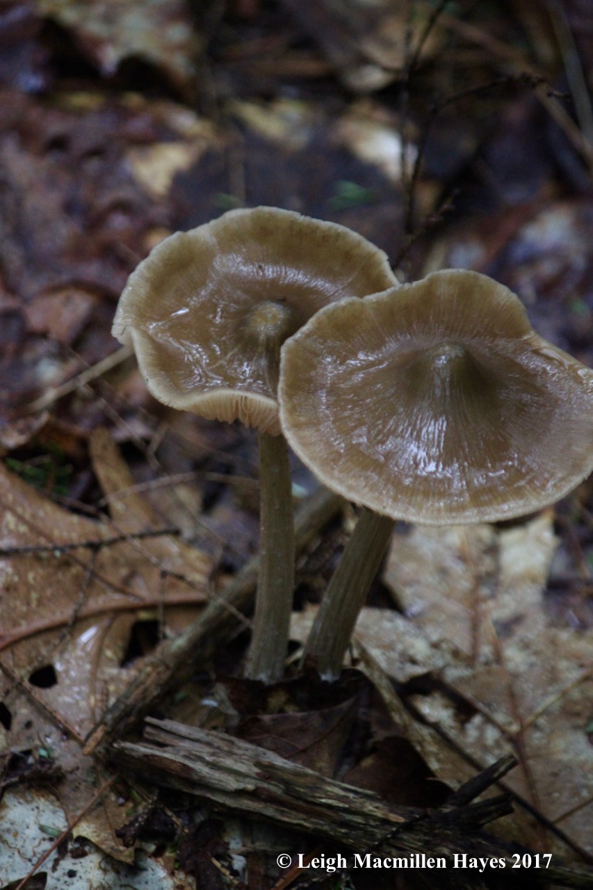 h-Broad gill, more sombero like in nature