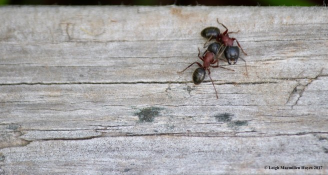 h-carpenter ants1