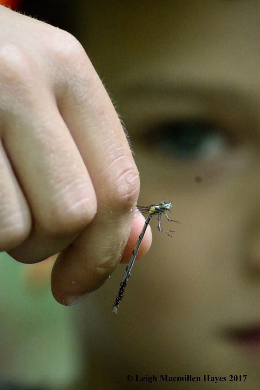 h-damselfly with eggs