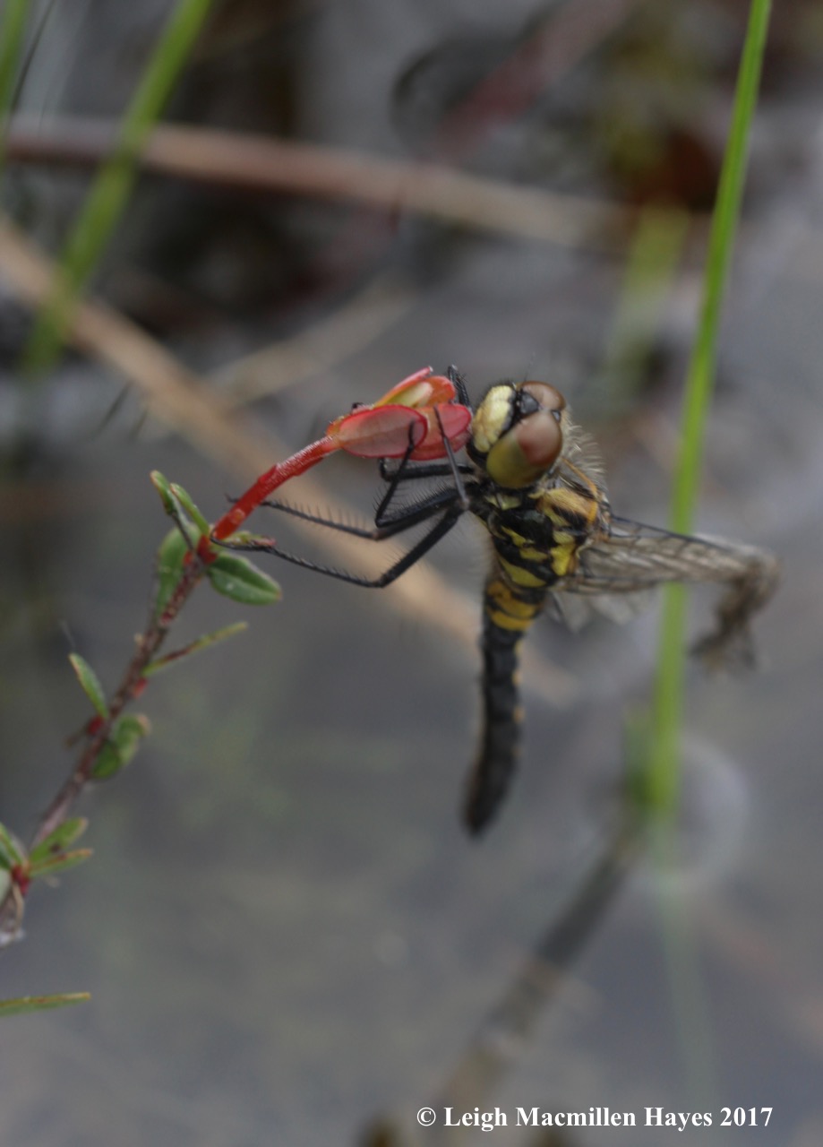 h-dragonfly emerging