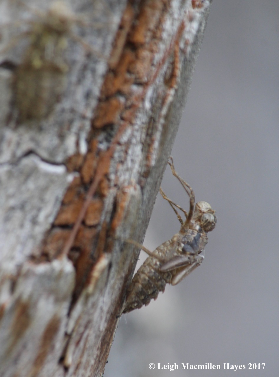 h-exoskeleton on tree