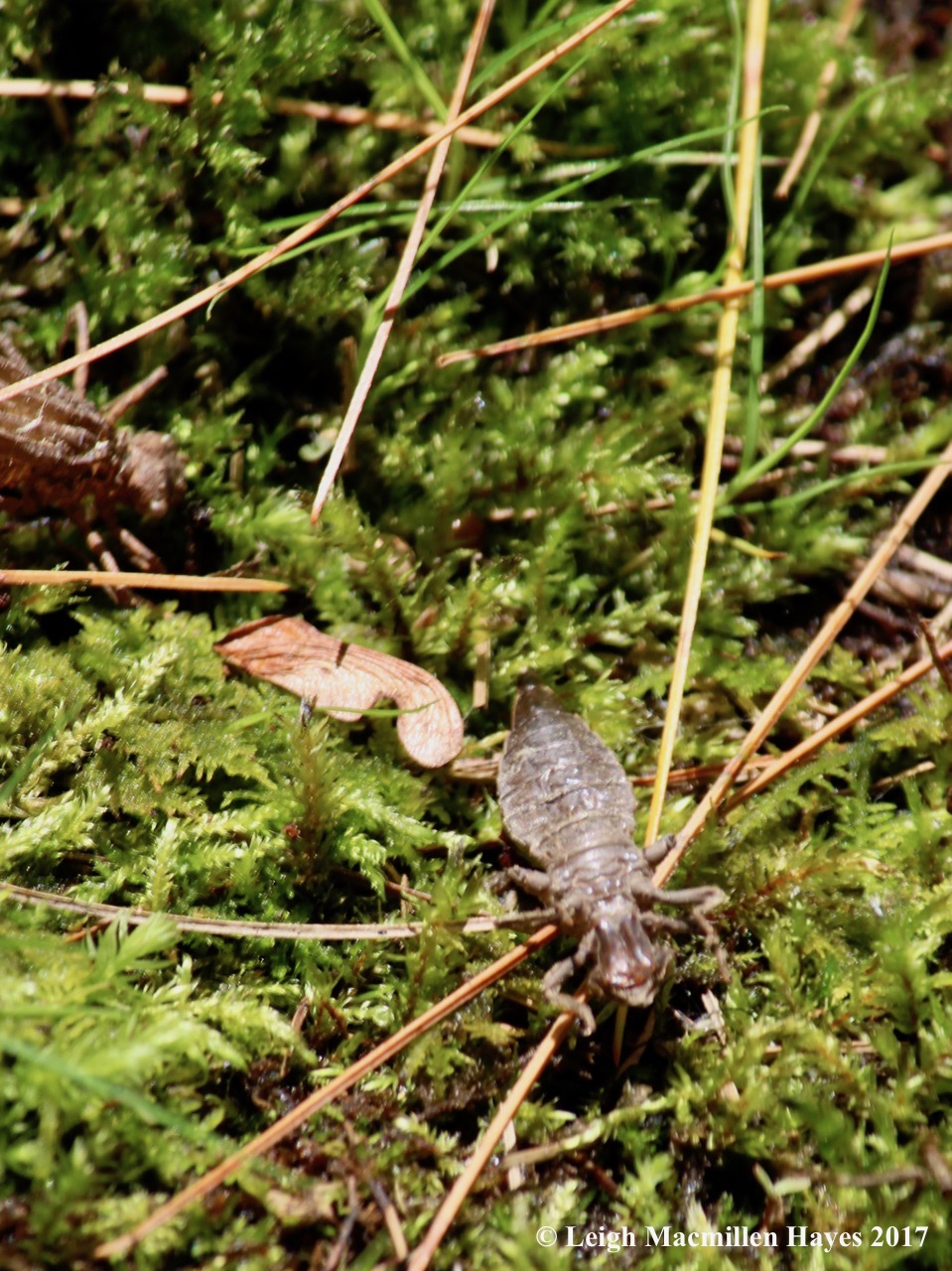 h-exoskeletons on ground
