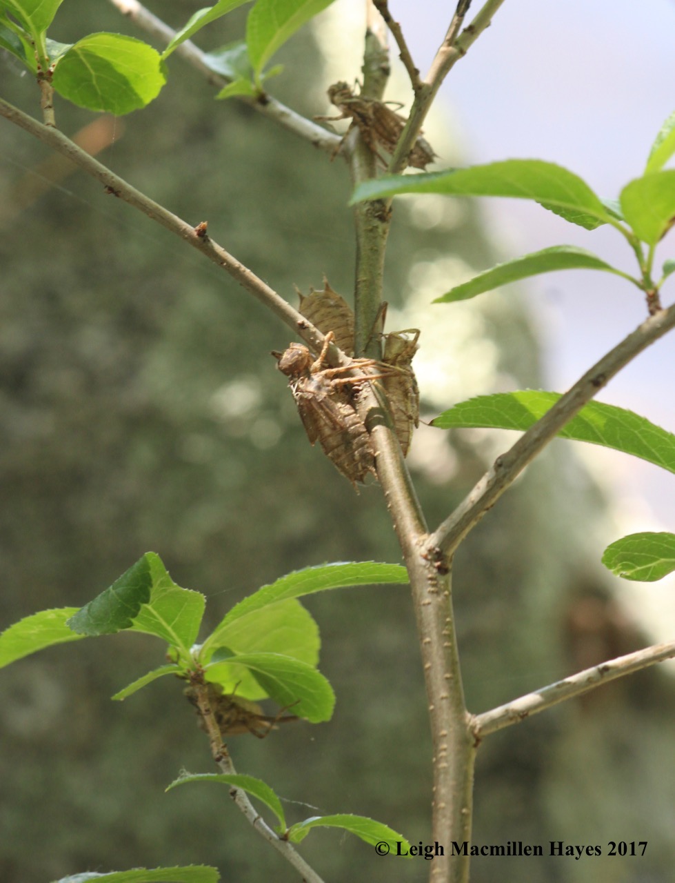 h-exoskeltons on shrub