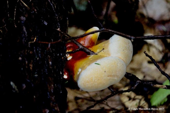 h-hemlock varnish shelf 1