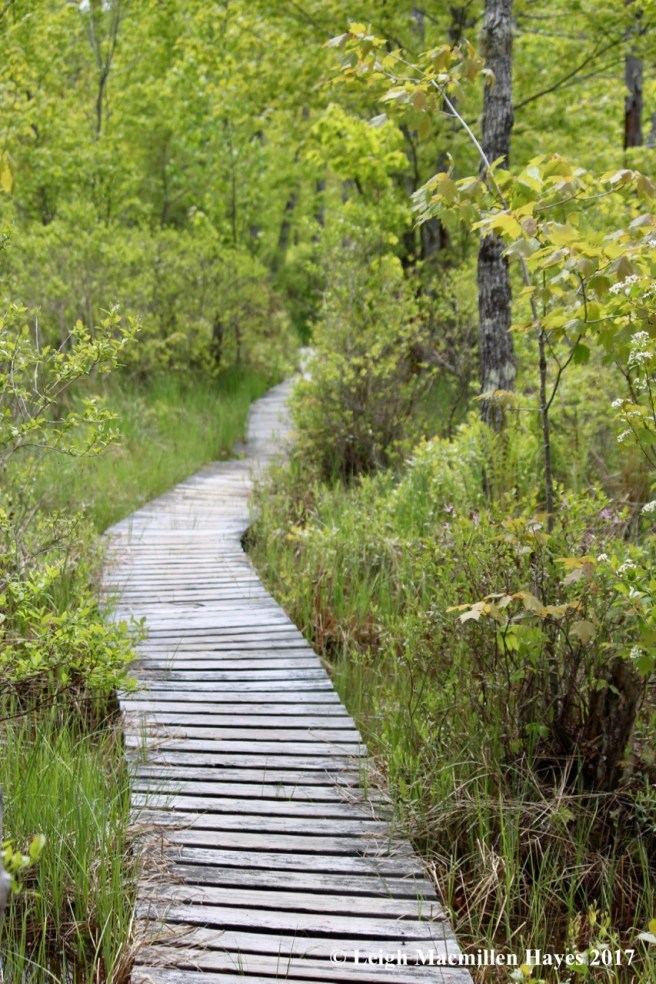 h-Holt Pond boardwalk