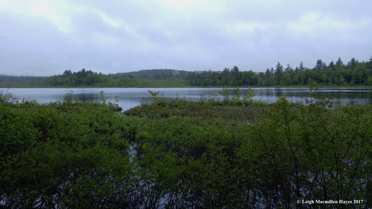 h-Holt Pond toward Quaking Bog