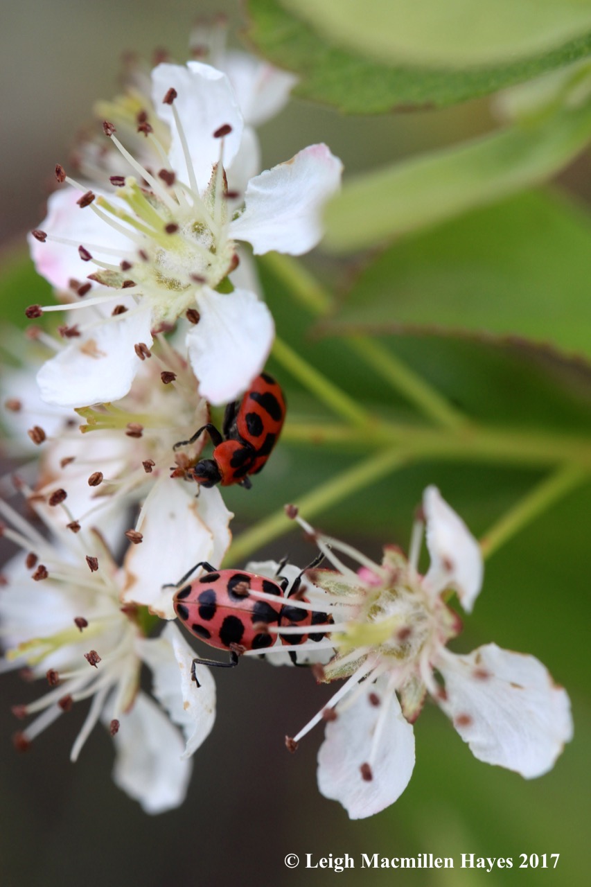 h-lady beetles 1