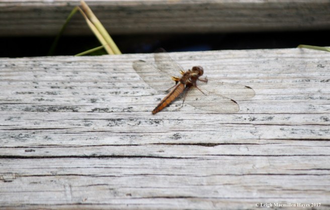 h-wandering glider dragonfly