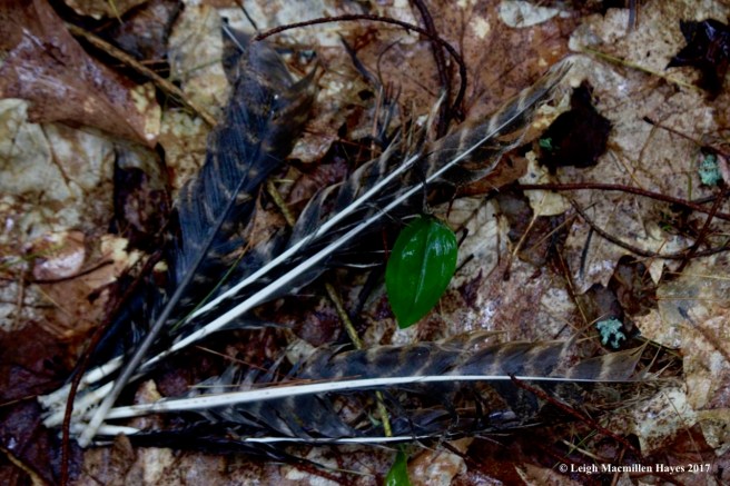 h-wild turkey feathers