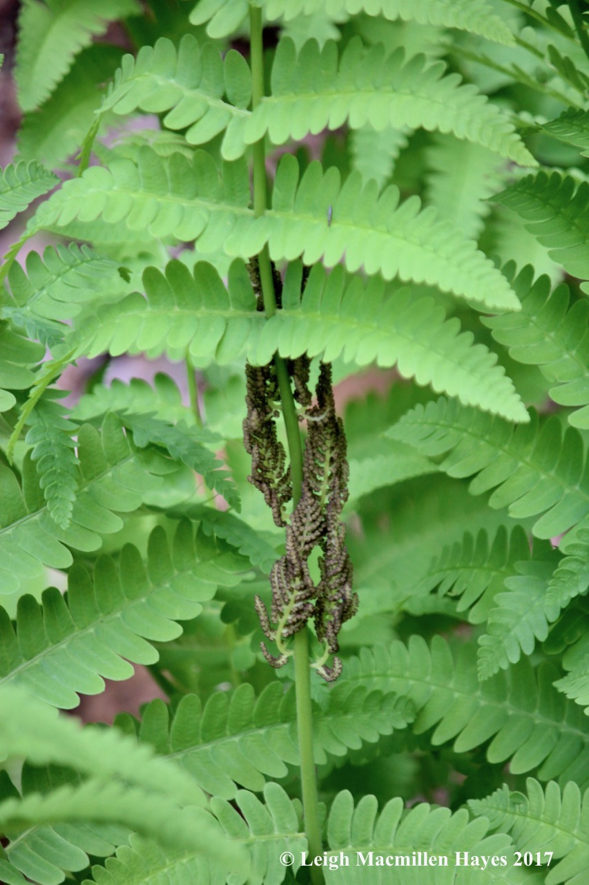 hp3-interrupted fern 1