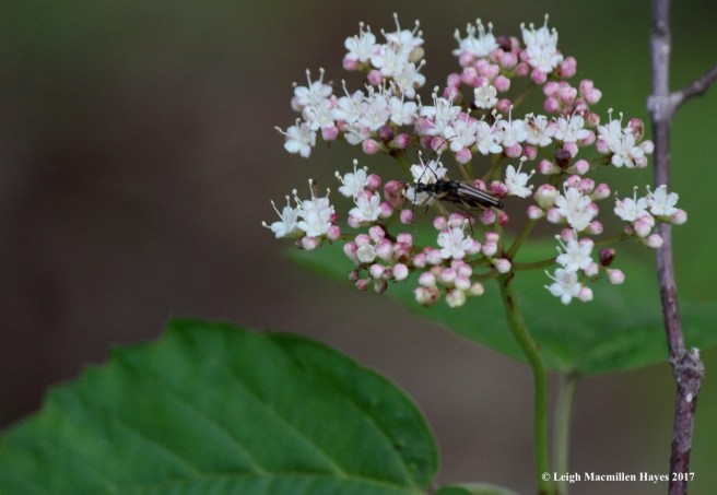 l-beetles canoodling on maple-leaved viburnum-2