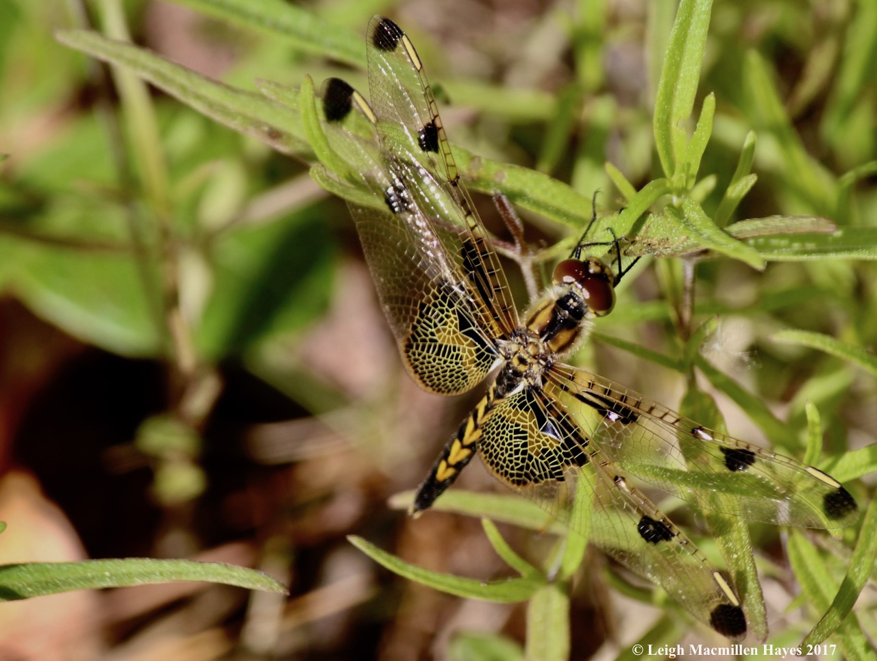 l-calico dragonfly 1