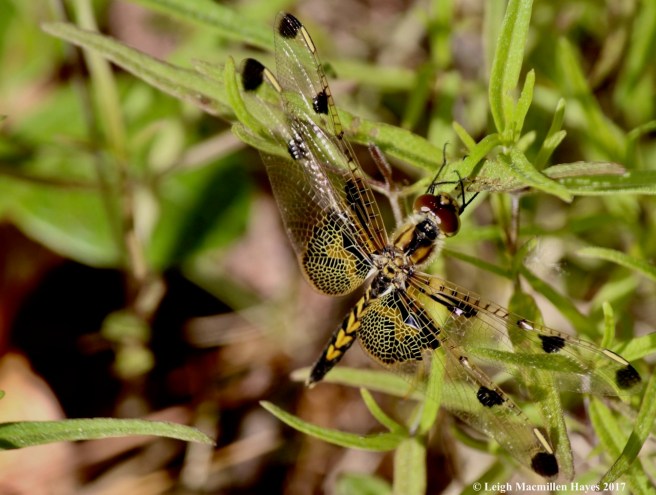 l-calico dragonfly 1