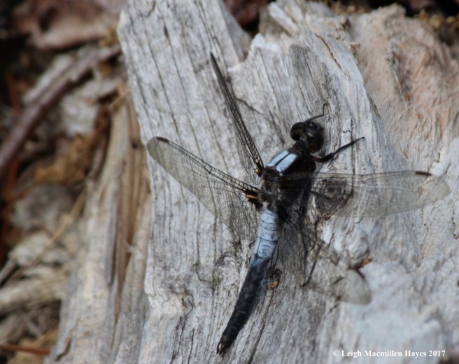 l-chalk-fronted corporal