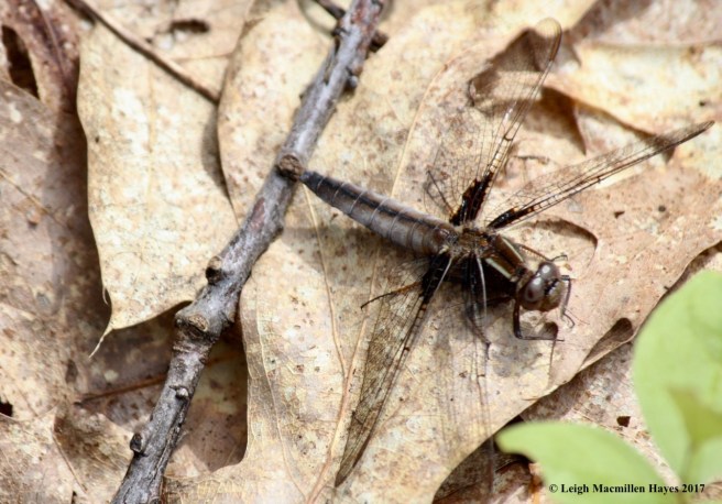 l-chalk-fronted female