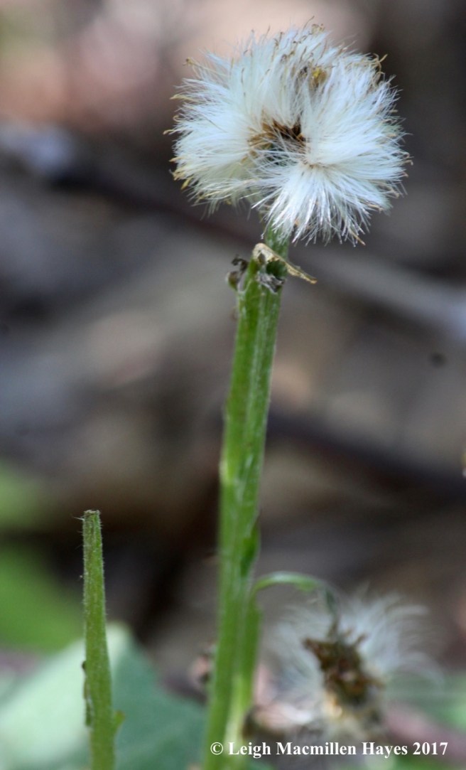 l-coltsfoot