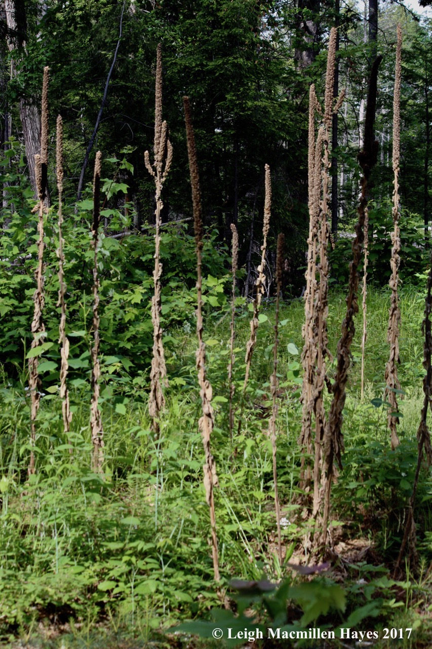 l-common mullein--cacti