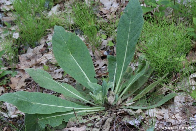 l-common mullein rosette