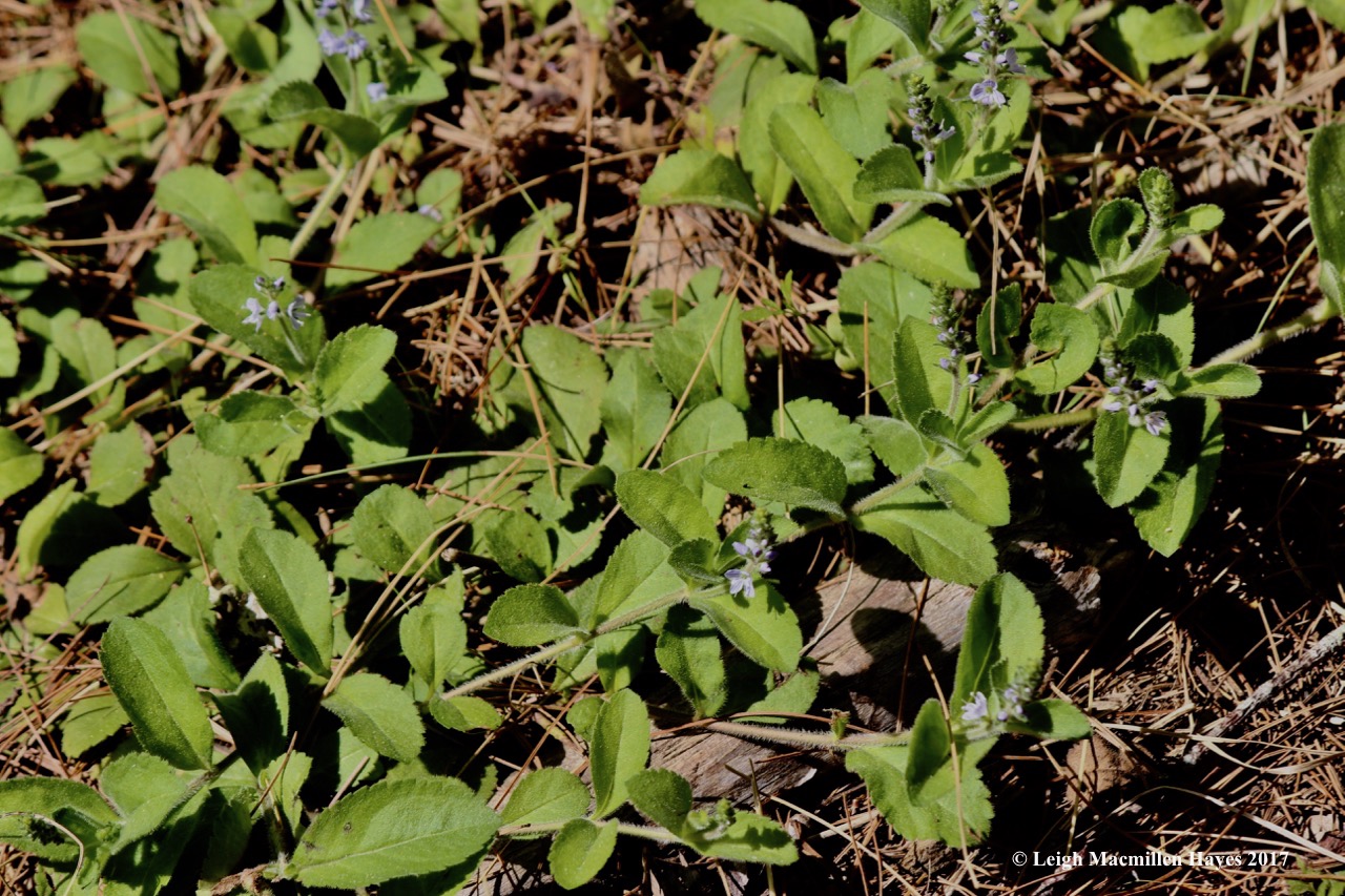 l-common speedwell