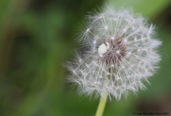 l-dandelion seed head