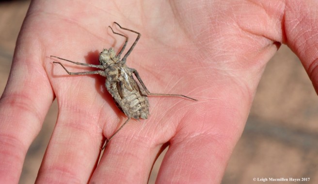 l-dragonfly exoskeleton