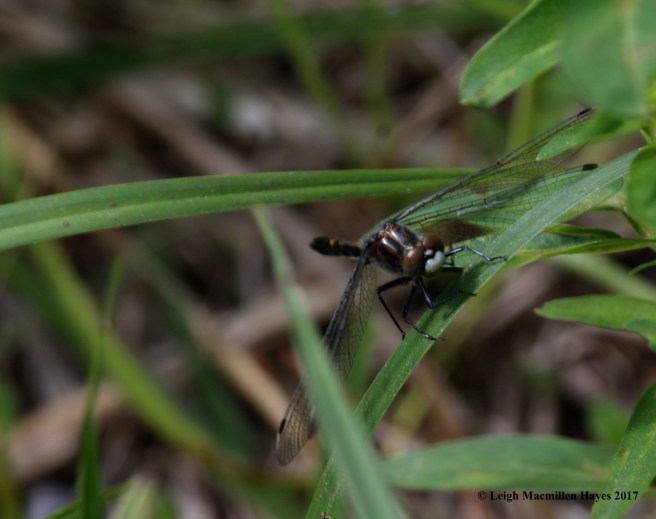 l-eye to eye with dragonfly--white-face?