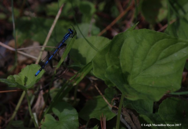 l-familiar bluet