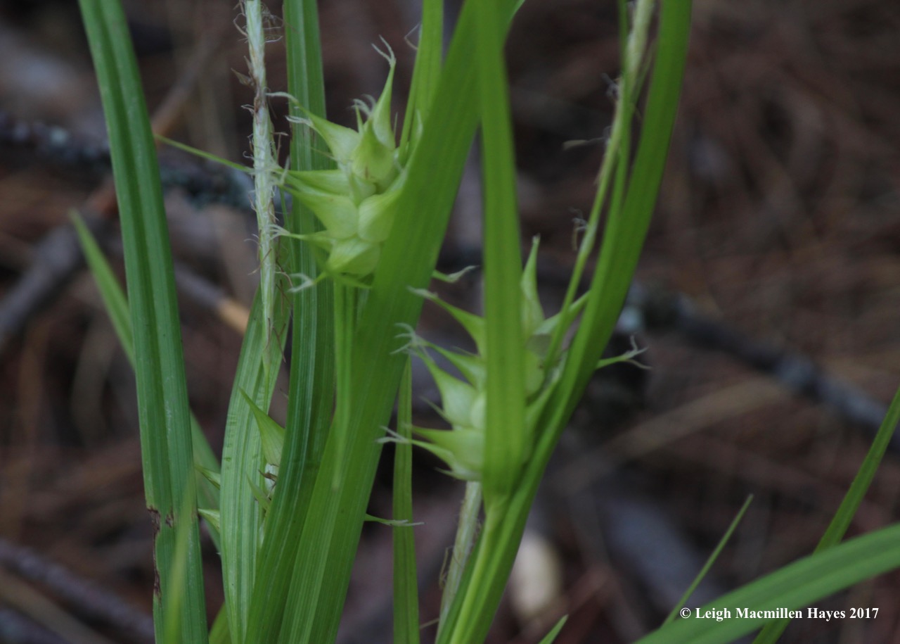 l-greater bladder sedge