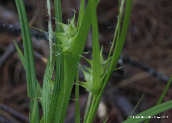 l-greater bladder sedge
