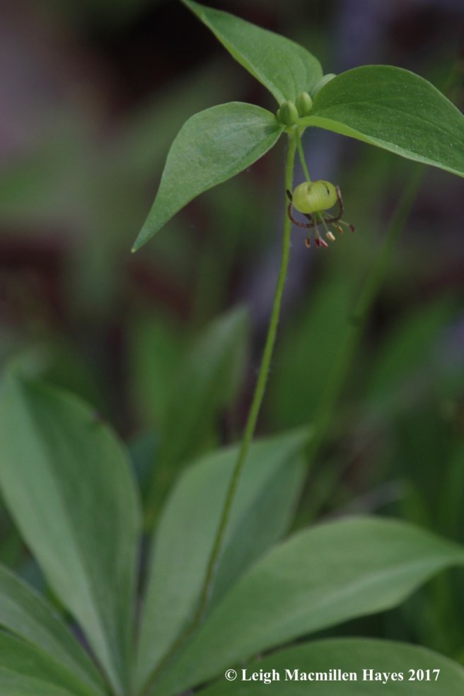 l-Indian Cucumber Root