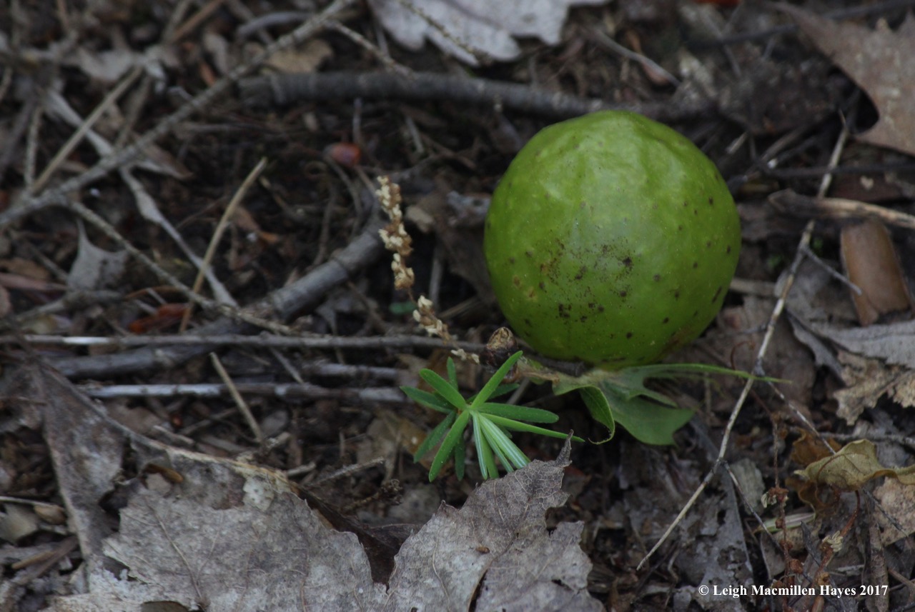 l-oak apple gall