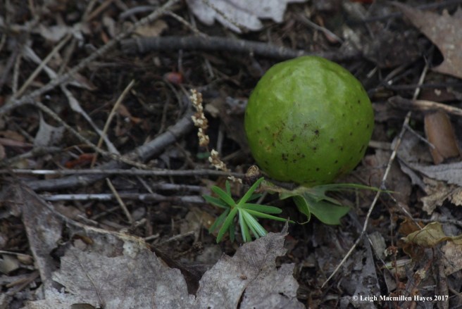 l-oak apple gall